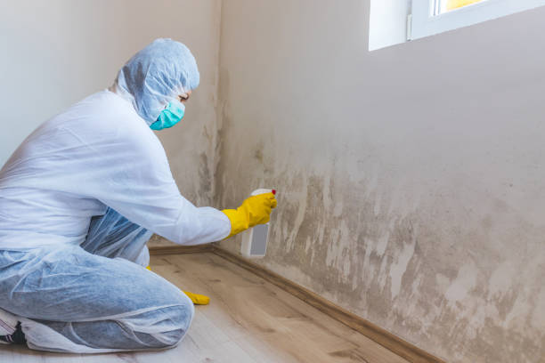 Licensed Crawl Space Mold Removal service in Kewadin, MI - WQB Mold Removal